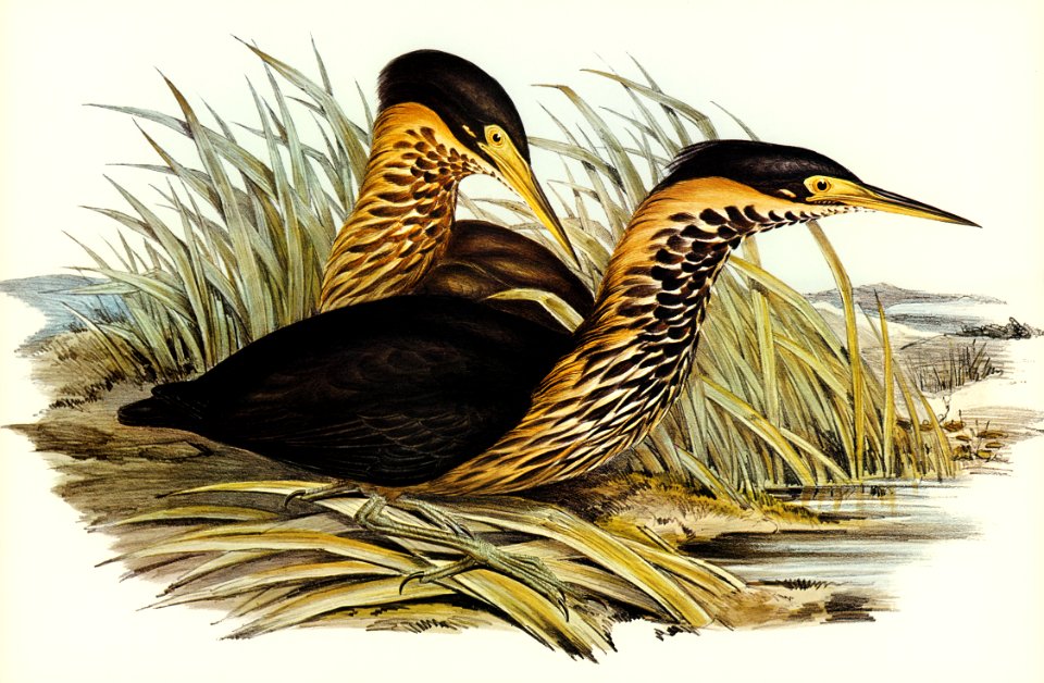 Yellow-necked Bittern (Ardetta flavicollis) illustrated by Elizabeth Gould (1804–1841) for John Gould’s (1804-1881) Birds of Australia (1972 Edition, 8 volumes). Digitally enhanced from our own facsimile book (1972 Edition, 8 volumes).