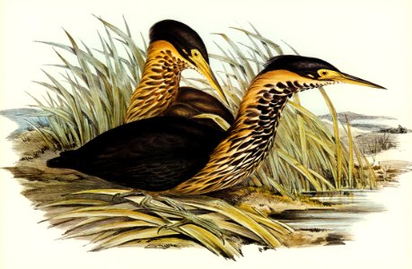 Yellow-necked Bittern (Ardetta flavicollis) illustrated by Elizabeth Gould (1804–1841) for John Gould’s (1804-1881) Birds of Australia (1972 Edition, 8 volumes). Digitally enhanced from our own facsimile book (1972 Edition, 8 volumes).