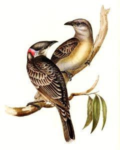 Great Bower Bird (Chlamydera nuchalis) illustrated by Elizabeth Gould (1804–1841) for John Gould’s (1804-1881) Birds of Australia (1972 Edition, 8 volumes). Digitally enhanced from our own facsimile book (1972 Edition, 8 volumes).