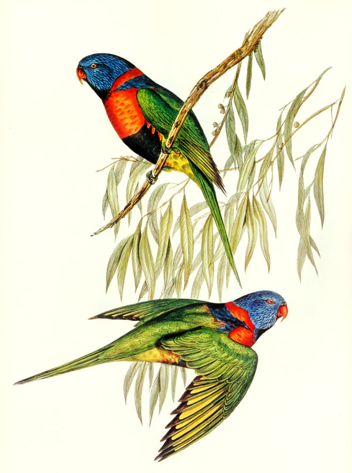 Red-collared Lorikeet (Trichoglossus rubritorquis) illustrated by Elizabeth Gould (1804–1841) for John Gould’s (1804-1881) Birds of Australia (1972 Edition, 8 volumes). Digitally enhanced from our own facsimile book (1972 Edition, 8 volumes).