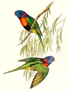 Red-collared Lorikeet (Trichoglossus rubritorquis) illustrated by Elizabeth Gould (1804–1841) for John Gould’s (1804-1881) Birds of Australia (1972 Edition, 8 volumes). Digitally enhanced from our own facsimile book (1972 Edition, 8 volumes).