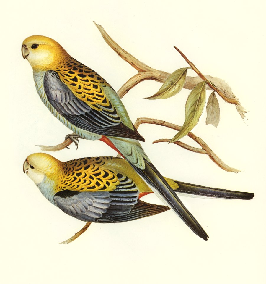 Pale-headed Parakeet (Platycercus palliceps) illustrated by Elizabeth Gould (1804–1841) for John Gould’s (1804-1881) Birds of Australia (1972 Edition, 8 volumes). Digitally enhanced from our own facsimile book (1972 Edition, 8 volumes).