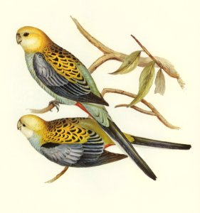 Pale-headed Parakeet (Platycercus palliceps) illustrated by Elizabeth Gould (1804–1841) for John Gould’s (1804-1881) Birds of Australia (1972 Edition, 8 volumes). Digitally enhanced from our own facsimile book (1972 Edition, 8 volumes).