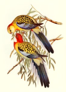 Splendid Parakeet (Platycercus splendidus) illustrated by Elizabeth Gould (1804–1841) for John Gould’s (1804-1881) Birds of Australia (1972 Edition, 8 volumes). Digitally enhanced from our own facsimile book (1972 Edition, 8 volumes).. Free illustration for personal and commercial use.