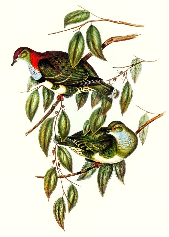 Superb Fruit Pigeon (Ptilinopus superbus) illustrated by Elizabeth Gould (1804–1841) for John Gould’s (1804-1881) Birds of Australia (1972 Edition, 8 volumes). Digitally enhanced from our own facsimile book (1972 Edition, 8 volumes).