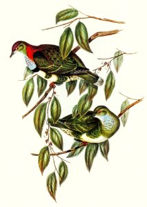 Superb Fruit Pigeon (Ptilinopus superbus) illustrated by Elizabeth Gould (1804–1841) for John Gould’s (1804-1881) Birds of Australia (1972 Edition, 8 volumes). Digitally enhanced from our own facsimile book (1972 Edition, 8 volumes).