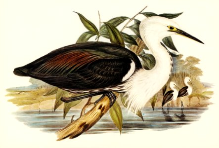 Pacific Heron (Ardea pacifica) illustrated by Elizabeth Gould (1804–1841) for John Gould’s (1804-1881) Birds of Australia (1972 Edition, 8 volumes). Digitally enhanced from our own facsimile book (1972 Edition, 8 volumes).