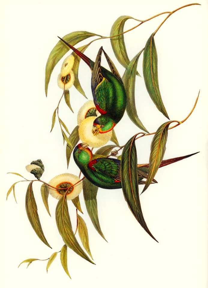 Swift Lorikeet (Lathamus discolor) illustrated by Elizabeth Gould (1804–1841) for John Gould’s (1804-1881) Birds of Australia (1972 Edition, 8 volumes). Digitally enhanced from our own facsimile book (1972 Edition, 8 volumes).