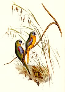 Chestnut-shouldered Grass-Parakeet (Euphema pulchella) illustrated by Elizabeth Gould (1804–1841) for John Gould’s (1804-1881) Birds of Australia (1972 Edition, 8 volumes). Digitally enhanced from our own facsimile book (1972 Edition, 8 volumes).