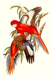 Fiery Parakeet (Platycercus ignitus) illustrated by Elizabeth Gould (1804–1841) for John Gould’s (1804-1881) Birds of Australia (1972 Edition, 8 volumes). Digitally enhanced from our own facsimile book (1972 Edition, 8 volumes).