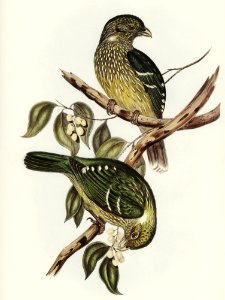 Cat Bird (Ptilonorhynchus Smithii) illustrated by Elizabeth Gould (1804–1841) for John Gould’s (1804-1881) Birds of Australia (1972 Edition, 8 volumes). Digitally enhanced from our own facsimile book (1972 Edition, 8 volumes).