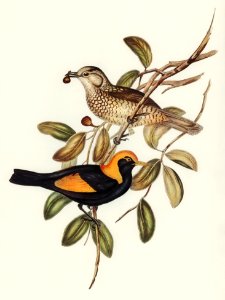 Regent Bird (Sericulus chrysocephalus) illustrated by Elizabeth Gould (1804–1841) for John Gould’s (1804-1881) Birds of Australia (1972 Edition, 8 volumes). Digitally enhanced from our own facsimile book (1972 Edition, 8 volumes).