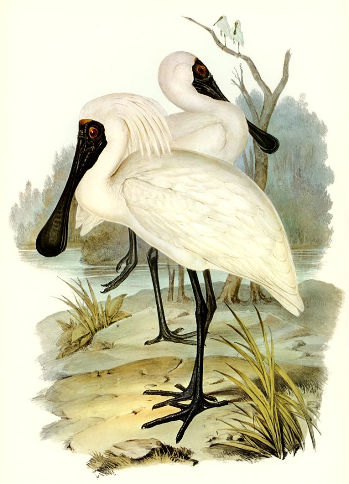 Royal spoonbill (platalea regia) illustrated by Elizabeth Gould (1804–1841) for John Gould’s (1804-1881) Birds of Australia (1972 Edition, 8 volumes). Digitally enhanced from our own facsimile book (1972 Edition, 8 volumes).