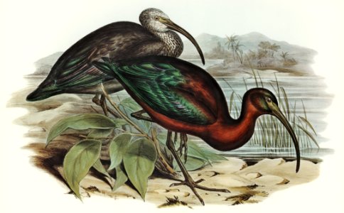 Glossy Ibis (Falcinellus igneus) illustrated by Elizabeth Gould (1804–1841) for John Gould’s (1804-1881) Birds of Australia (1972 Edition, 8 volumes). Digitally enhanced from our own facsimile book (1972 Edition, 8 volumes).