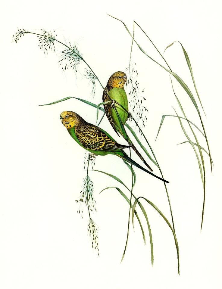 Warbling Grass-Parakeet (Melopsittacus undulatus) illustrated by Elizabeth Gould (1804–1841) for John Gould’s (1804-1881) Birds of Australia (1972 Edition, 8 volumes). Digitally enhanced from our own facsimile book (1972 Edition, 8 volumes).