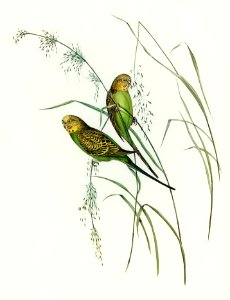 Warbling Grass-Parakeet (Melopsittacus undulatus) illustrated by Elizabeth Gould (1804–1841) for John Gould’s (1804-1881) Birds of Australia (1972 Edition, 8 volumes). Digitally enhanced from our own facsimile book (1972 Edition, 8 volumes).