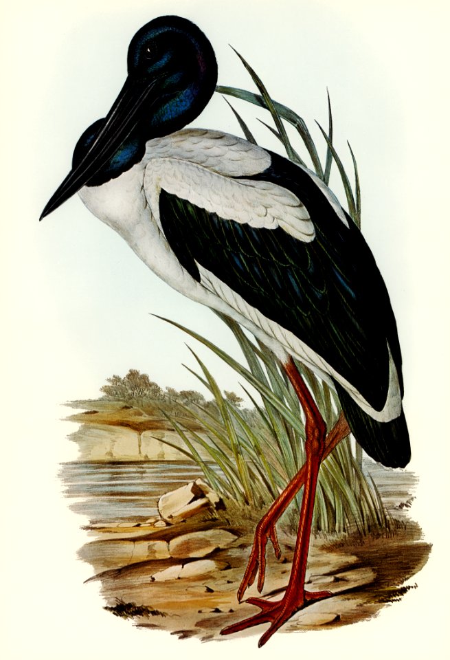 Australian Mycteria (Mycteria Australis) illustrated by Elizabeth Gould (1804–1841) for John Gould’s (1804-1881) Birds of Australia (1972 Edition, 8 volumes). Digitally enhanced from our own facsimile book (1972 Edition, 8 volumes).