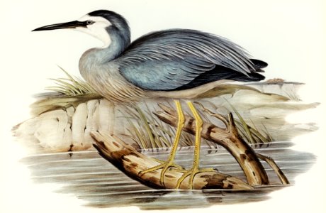 White-fronted Heron (Ardea Novae-Hollandiae) illustrated by Elizabeth Gould (1804–1841) for John Gould’s (1804-1881) Birds of Australia (1972 Edition, 8 volumes). Digitally enhanced from our own facsimile book (1972 Edition, 8 volumes).