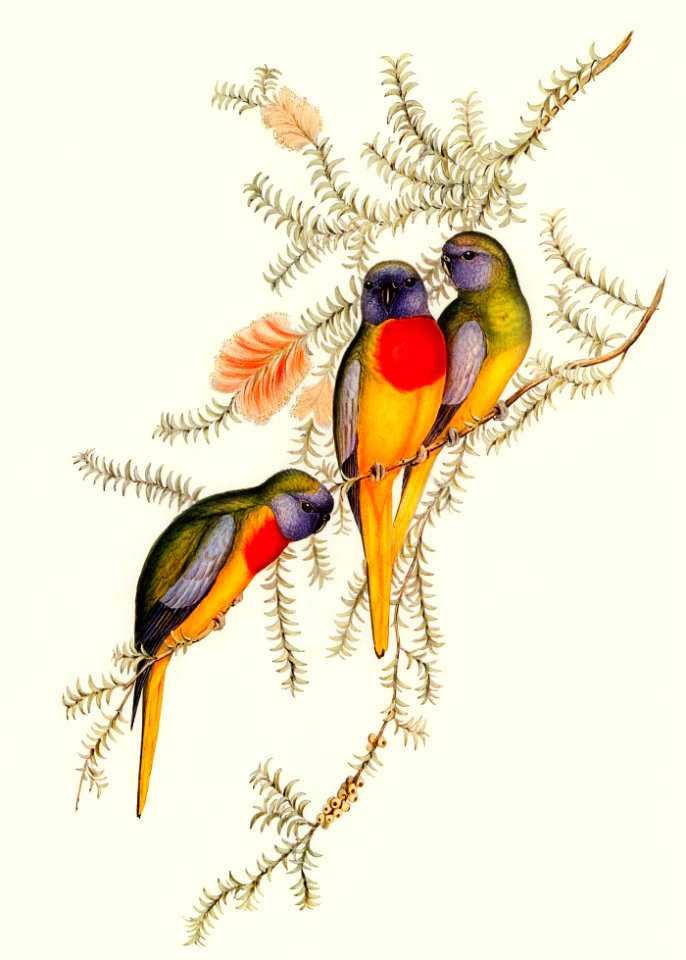 Splendid Grass-Parakeet (Euphema splendida) illustrated by Elizabeth Gould (1804–1841) for John Gould’s (1804-1881) Birds of Australia (1972 Edition, 8 volumes). Digitally enhanced from our own facsimile book (1972 Edition, 8 volumes).