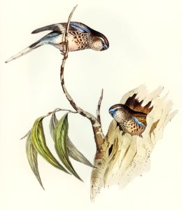 Bouke's Grass-Parakeet (Euphema Bourkii) illustrated by Elizabeth Gould (1804–1841) for John Gould’s (1804-1881) Birds of Australia (1972 Edition, 8 volumes). Digitally enhanced from our own facsimile book (1972 Edition, 8 volumes).