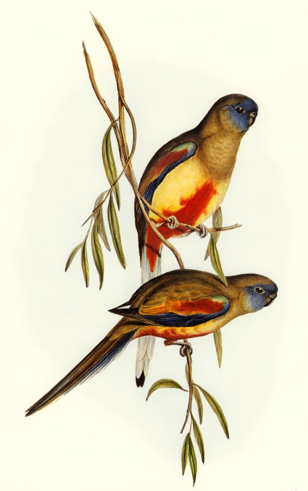 Crimson-bellied Parakeet (Psephotus haematogaster) illustrated by Elizabeth Gould (1804–1841) for John Gould’s (1804-1881) Birds of Australia (1972 Edition, 8 volumes). Digitally enhanced from our own facsimile book (1972 Edition, 8 volumes).