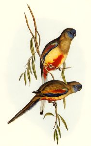 Crimson-bellied Parakeet (Psephotus haematogaster) illustrated by Elizabeth Gould (1804–1841) for John Gould’s (1804-1881) Birds of Australia (1972 Edition, 8 volumes). Digitally enhanced from our own facsimile book (1972 Edition, 8 volumes).