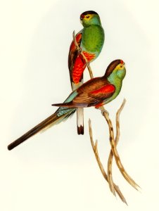 Beautiful Parakeet (Psephotus pulcherrimus) illustrated by Elizabeth Gould (1804–1841) for John Gould’s (1804-1881) Birds of Australia (1972 Edition, 8 volumes). Digitally enhanced from our own facsimile book (1972 Edition, 8 volumes).