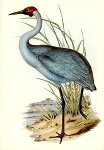 Australian Crane (Grus Australasianus) illustrated by Elizabeth Gould (1804–1841) for John Gould’s (1804-1881) Birds of Australia (1972 Edition, 8 volumes). Digitally enhanced from our own facsimile book (1972 Edition, 8 volumes).