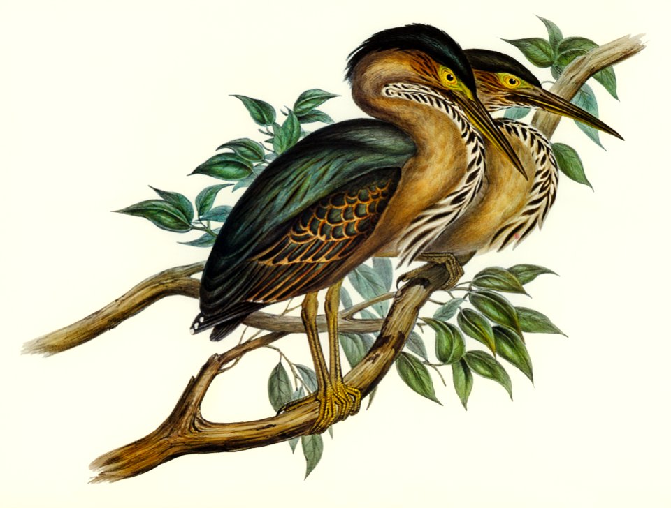 Thick-billed Green Bittern (Ardetta macrorhyncha) illustrated by Elizabeth Gould (1804–1841) for John Gould’s (1804-1881) Birds of Australia (1972 Edition, 8 volumes). Digitally enhanced from our own facsimile book (1972 Edition, 8 volumes).
