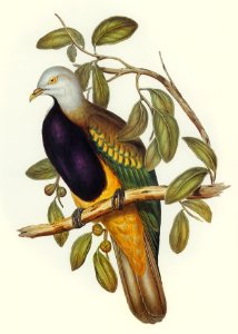 Magnificent Fruit Pigeon (Carpophaga magnifica) illustrated by Elizabeth Gould (1804–1841) for John Gould’s (1804-1881) Birds of Australia (1972 Edition, 8 volumes). Digitally enhanced from our own facsimile book (1972 Edition, 8 volumes).. Free illustration for personal and commercial use.