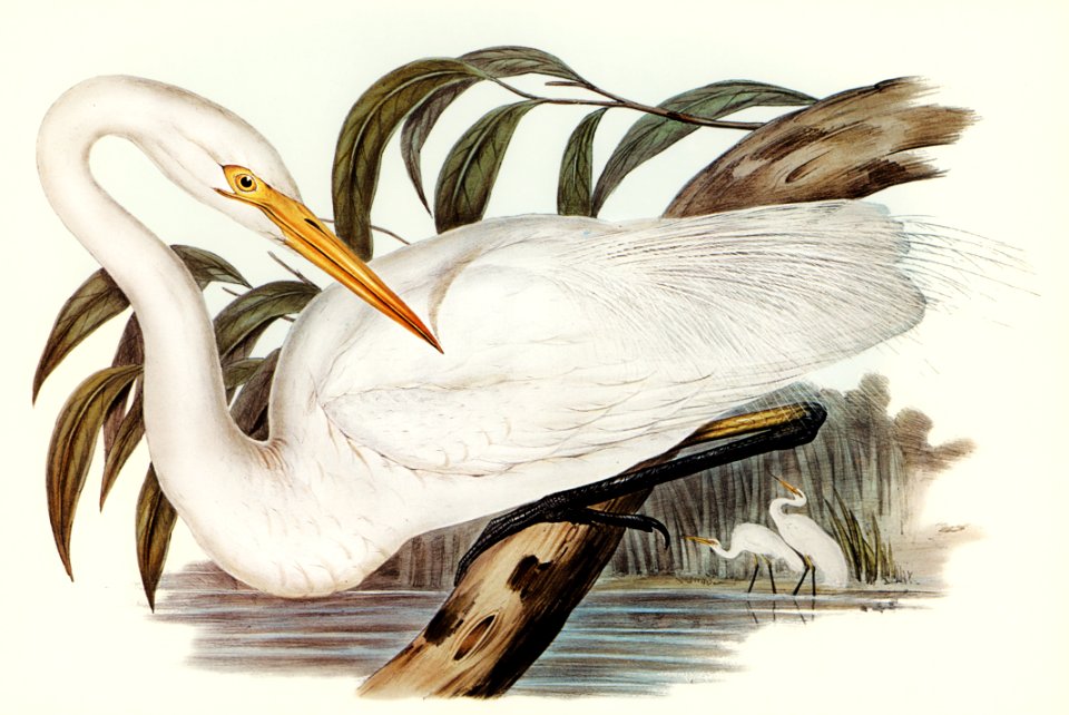 Australian Egret (Hrodias syrmatophorus) illustrated by Elizabeth Gould (1804–1841) for John Gould’s (1804-1881) Birds of Australia (1972 Edition, 8 volumes). Digitally enhanced from our own facsimile book (1972 Edition, 8 volumes).