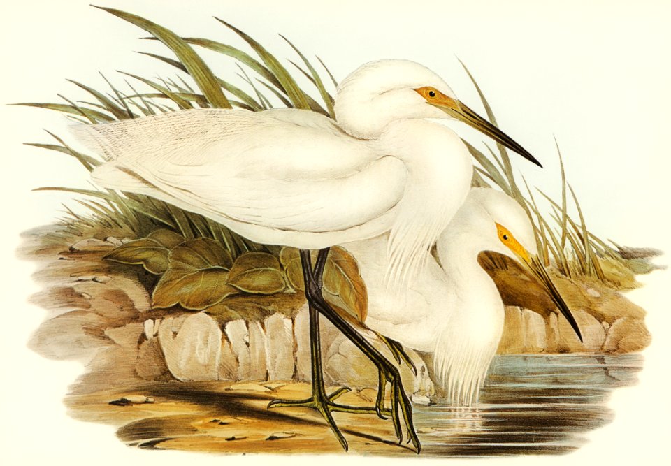 Spotless Egret (Herodias immaculata) illustrated by Elizabeth Gould (1804–1841) for John Gould’s (1804-1881) Birds of Australia (1972 Edition, 8 volumes). Digitally enhanced from our own facsimile book (1972 Edition, 8 volumes).