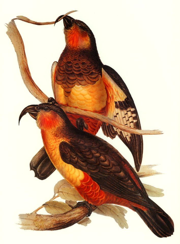 Philip Island Parrot (Nestor productus) illustrated by Elizabeth Gould (1804–1841) for John Gould’s (1804-1881) Birds of Australia (1972 Edition, 8 volumes). Digitally enhanced from our own facsimile book (1972 Edition, 8 volumes).