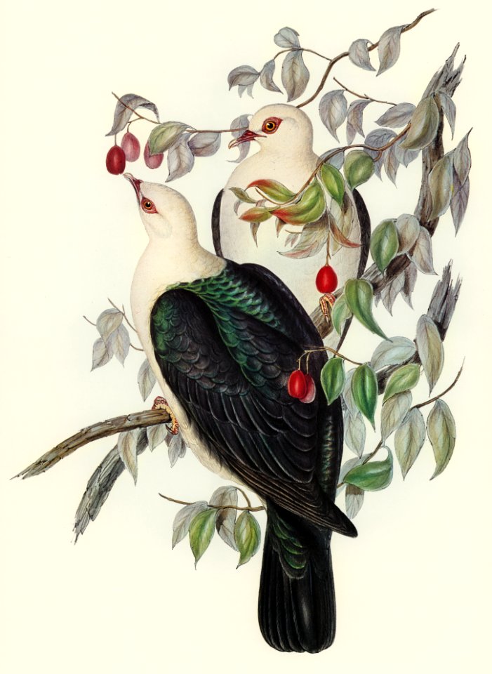 White-headed Fruit Pigeon (Carpophaga leucomela) illustrated by Elizabeth Gould (1804–1841) for John Gould’s (1804-1881) Birds of Australia (1972 Edition, 8 volumes). Digitally enhanced from our own facsimile book (1972 Edition, 8 volumes).
