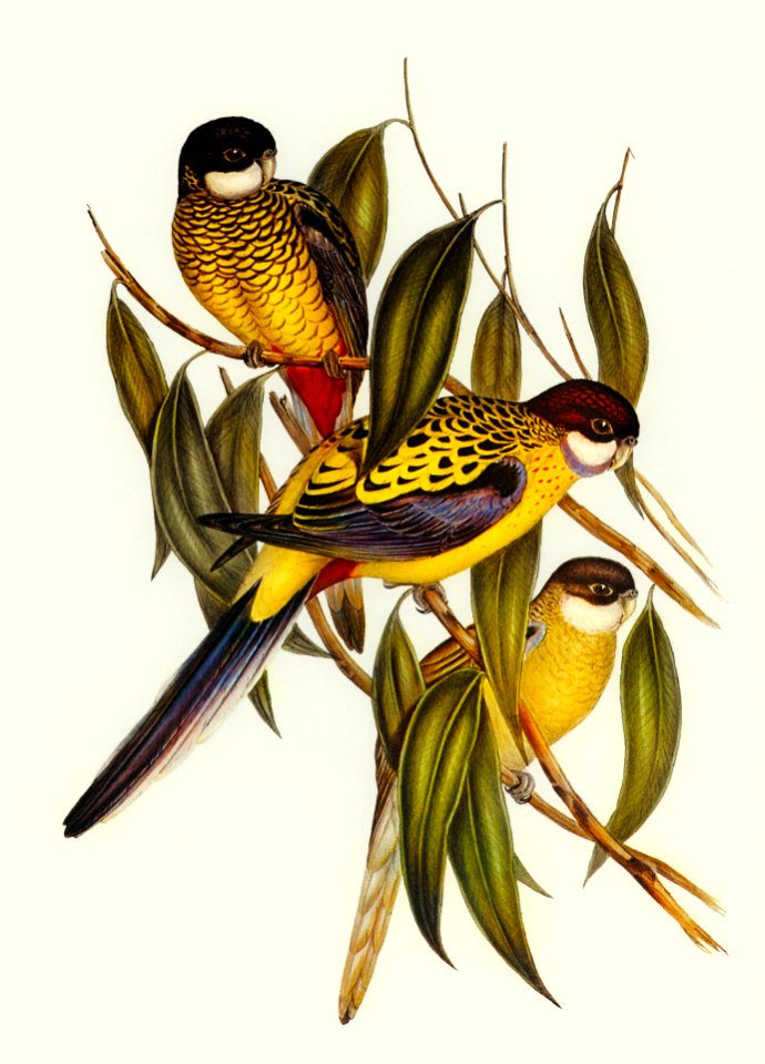 Brown's Parakeet (Platycercus Brownii) illustrated by Elizabeth Gould (1804–1841) for John Gould’s (1804-1881) Birds of Australia (1972 Edition, 8 volumes). Digitally enhanced from our own facsimile book (1972 Edition, 8 volumes).