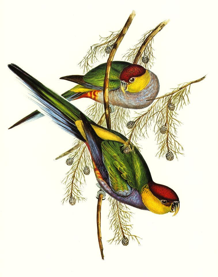 Red-capped Parakeet (Platycercus pileatus) illustrated by Elizabeth Gould (1804–1841) for John Gould’s (1804-1881) Birds of Australia (1972 Edition, 8 volumes). Digitally enhanced from our own facsimile book (1972 Edition, 8 volumes).