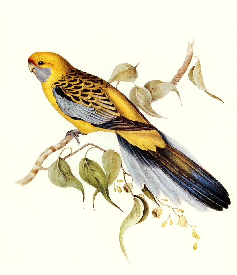 Yellow-rumped Parakeet (Platycercus flaveolus) illustrated by Elizabeth Gould (1804–1841) for John Gould’s (1804-1881) Birds of Australia (1972 Edition, 8 volumes). Digitally enhanced from our own facsimile book (1972 Edition, 8 volumes).