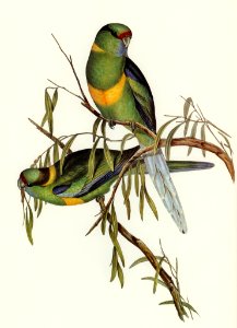 Barnard's Parakeet (Platycercus Barnardii) illustrated by Elizabeth Gould (1804–1841) for John Gould’s (1804-1881) Birds of Australia (1972 Edition, 8 volumes). Digitally enhanced from our own facsimile book (1972 Edition, 8 volumes).