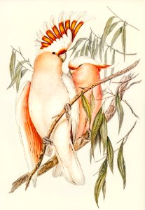 Leadbeater's Cockatoo (Cacatua Leadbeaterii) illustrated by Elizabeth Gould (1804–1841) for John Gould’s (1804-1881) Birds of Australia (1972 Edition, 8 volumes). Digitally enhanced from our own facsimile book (1972 Edition, 8 volumes).. Free illustration for personal and commercial use.