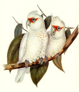 Long-billed Cockatoo (Licmetis nasicus) illustrated by Elizabeth Gould (1804–1841) for John Gould’s (1804-1881) Birds of Australia (1972 Edition, 8 volumes). Digitally enhanced from our own facsimile book (1972 Edition, 8 volumes).