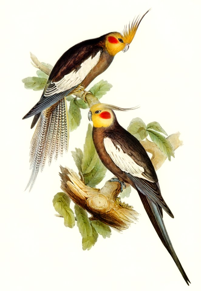 Cockatoo Parakeet (Nymphicus Novae Hollandiae) illustrated by Elizabeth Gould (1804–1841) for John Gould’s (1804-1881) Birds of Australia (1972 Edition, 8 volumes). Digitally enhanced from our own facsimile book (1972 Edition, 8 volumes).