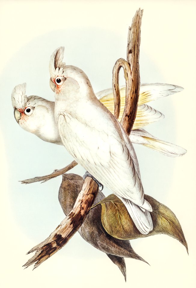 Blood-stained Cockatoo (Cacatua sanguinca) illustrated by Elizabeth Gould (1804–1841) for John Gould’s (1804-1881) Birds of Australia (1972 Edition, 8 volumes). Digitally enhanced from our own facsimile book (1972 Edition, 8 volumes).