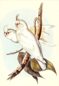 Blood-stained Cockatoo (Cacatua sanguinca) illustrated by Elizabeth Gould (1804–1841) for John Gould’s (1804-1881) Birds of Australia (1972 Edition, 8 volumes). Digitally enhanced from our own facsimile book (1972 Edition, 8 volumes).. Free illustration for personal and commercial use.