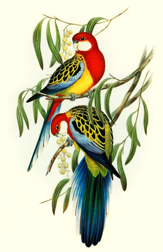 Rose-hill Parakeet (Platycercus eximius) illustrated by Elizabeth Gould (1804–1841) for John Gould’s (1804-1881) Birds of Australia (1972 Edition, 8 volumes). Digitally enhanced from our own facsimile book (1972 Edition, 8 volumes).