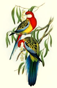 Rose-hill Parakeet (Platycercus eximius) illustrated by Elizabeth Gould (1804–1841) for John Gould’s (1804-1881) Birds of Australia (1972 Edition, 8 volumes). Digitally enhanced from our own facsimile book (1972 Edition, 8 volumes).