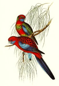 Pennant's Parakeet (Platycercus Pennantii) illustrated by Elizabeth Gould (1804–1841) for John Gould’s (1804-1881) Birds of Australia (1972 Edition, 8 volumes). Digitally enhanced from our own facsimile book (1972 Edition, 8 volumes).