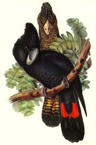 Great-billed Black Cockatoo (Calyptorhynchus macrorhynchus) illustrated by Elizabeth Gould (1804–1841) for John Gould’s (1804-1881) Birds of Australia (1972 Edition, 8 volumes). Digitally enhanced from our own facsimile book (1972 Edition, 8 volumes).. Free illustration for personal and commercial use.