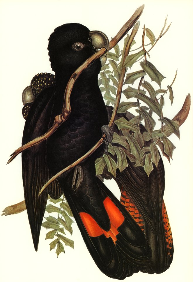 Western Black Cockatoo (Calyptorhynchus naso) illustrated by Elizabeth Gould (1804–1841) for John Gould’s (1804-1881) Birds of Australia (1972 Edition, 8 volumes). Digitally enhanced from our own facsimile book (1972 Edition, 8 volumes).