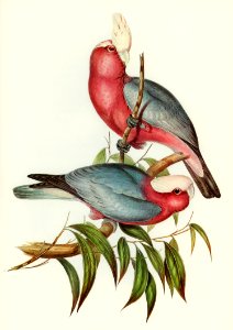 Cacatua Eos (Rose-breasted Cockatoo) illustrated by Elizabeth Gould (1804–1841) for John Gould’s (1804-1881) Birds of Australia (1972 Edition, 8 volumes). Digitally enhanced from our own facsimile book (1972 Edition, 8 volumes).. Free illustration for personal and commercial use.