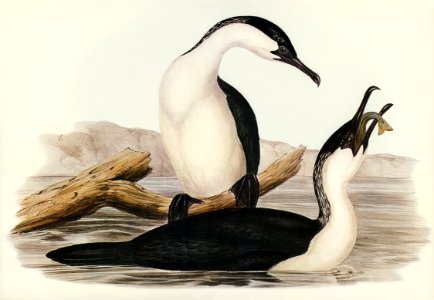 White-breasted Cormorant (Phalacrocorax leucogaster) illustrated by Elizabeth Gould (1804–1841) for John Gould’s (1804-1881) Birds of Australia (1972 Edition, 8 volumes). Digitally enhanced from our own facsimile book (1972 Edition, 8 volumes).